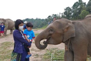 3-in-1: Doi Inthanon Tour, Elephant Sanctuary, and Trekking Trail - Doi Inthanon viewpoints and the King and Queen pagodas
