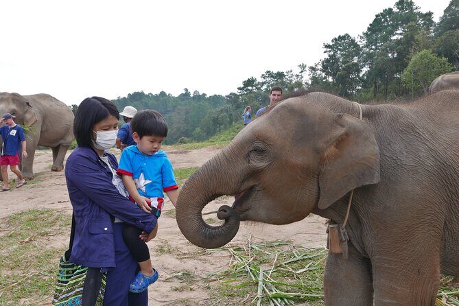 3-in-1: Doi Inthanon Tour, Elephant Sanctuary, and Trekking Trail - Doi Inthanon viewpoints and the King and Queen pagodas