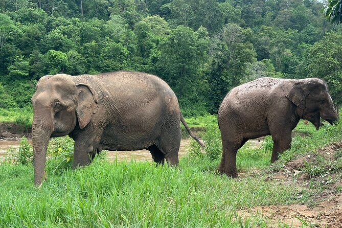 4 in 1 Elephants Long Neck Rafting and Sticky Waterfall Tour - Sticky Waterfall (Bua Thong): the morning walk and photo reality