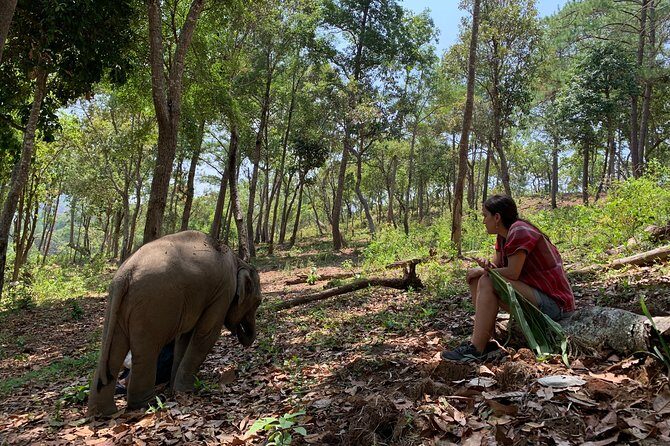 Care Pride Elephants: Full-Day Tour Experience - Key moments that make this tour worth your time