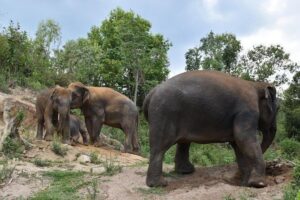 Care Pride Elephants: Full-Day Tour Experience - Inside a family-owned elephant sanctuary: what “care” means here