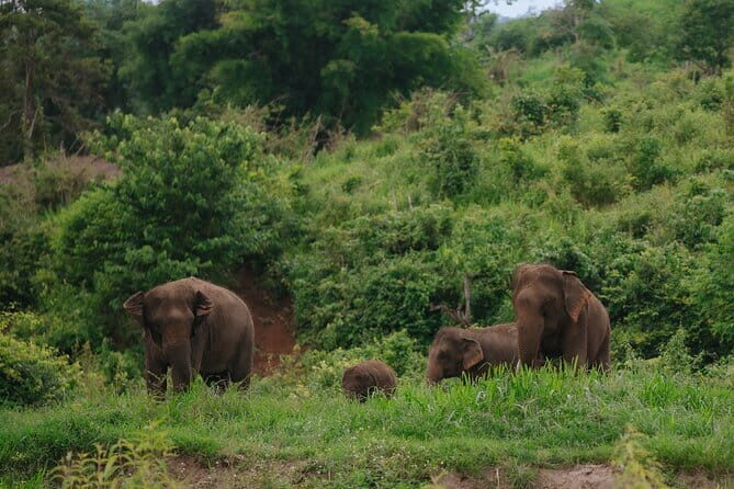 Chiang Mai 4 in 1 : 2 days - 1 Nights. Elephants Camp + Adventure - Day 1: Arrive for Jungle Time, Then Sleep by the Waterfall