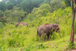 Chiang Mai: Day for Elephant Observation Only Half-day Trip - Your Day in Chiang Mai: Pickup Timing and a Real 6–7 Hour Window