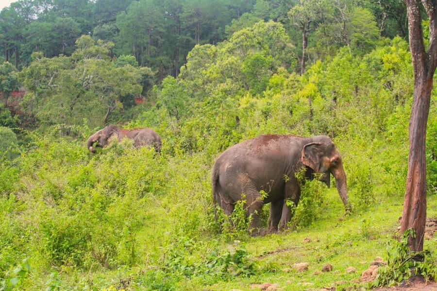 Chiang Mai: Day for Elephant Observation Only Half-day Trip - Your Day in Chiang Mai: Pickup Timing and a Real 6–7 Hour Window