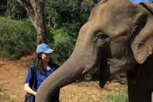 Chiang Mai: Doi Inthanon Hiking & Elephant Sanctuary Program - Doi Inthanon summit day: Twin Pagodas, botanical gardens, and sudden cold air