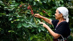 Chiang Mai: Doi Inthanon National Park Sightseeing Only - Entrance fees: what’s included in the $39 and what might cost extra
