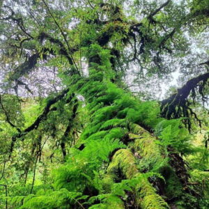 Chiang Mai: Doi Inthanon National Park & Waterfall Day Tour - Doi Inthanon National Park and the Ang Ga trail walk