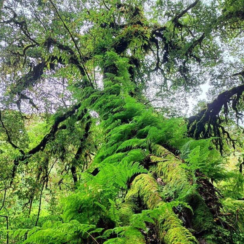 Chiang Mai: Doi Inthanon National Park & Waterfall Day Tour - Doi Inthanon National Park and the Ang Ga trail walk