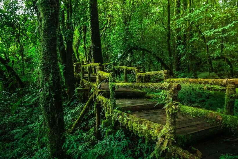 Chiang Mai: Doi Inthanon Park Tour & Kew Mae Pan Trail Hike - Waterfalls and viewpoint stops: where the park earns its reputation