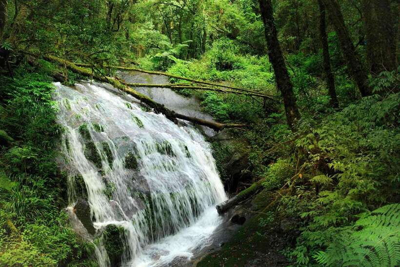 Chiang Mai: Doi Inthanon Park Tour & Kew Mae Pan Trail Hike - The Kew Mae Pan Nature Trail: 2 hours of real hiking
