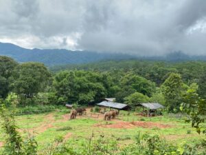 Chiang Mai: Elephant Dream Project Sanctuary - Half-Day - Getting picked up: start on time, stay relaxed