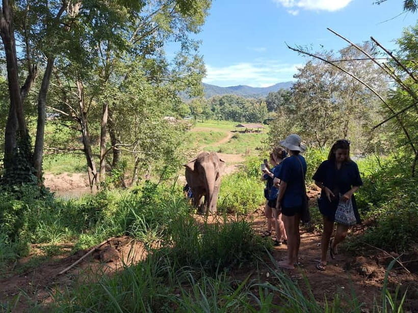 Chiang Mai: Elephant Sanctuary Bamboo Raft & Padthai Cooking - Vegetarian Pad Thai Workshop: Make Lunch, Not Just a Meal