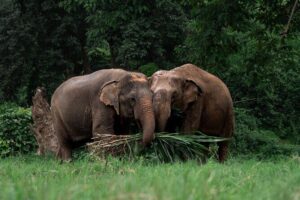 Chiang Mai Elephant Sanctuary, Bamboo Rafting and Waterfall Tour - Bua Tong Waterfalls and the Barefoot Sticky Climb