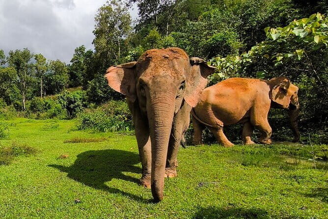 Chiang Mai Elephant Sanctuary Observation and Bamboo Rafting - Key takeaways before you go