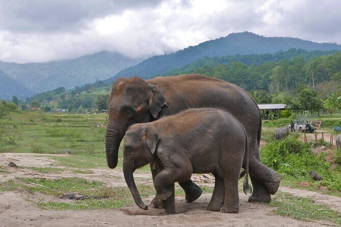 Chiang Mai Elephant Sanctuary Observation and Bamboo Rafting - Comfort and group size: pickup, air-conditioning, towels, and the “max 48” limit