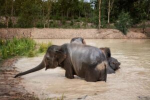 Chiang Mai: Ethical Elephant Encounter Feeding Program - Your 1-hour plan at the sanctuary: feeding, watching, learning
