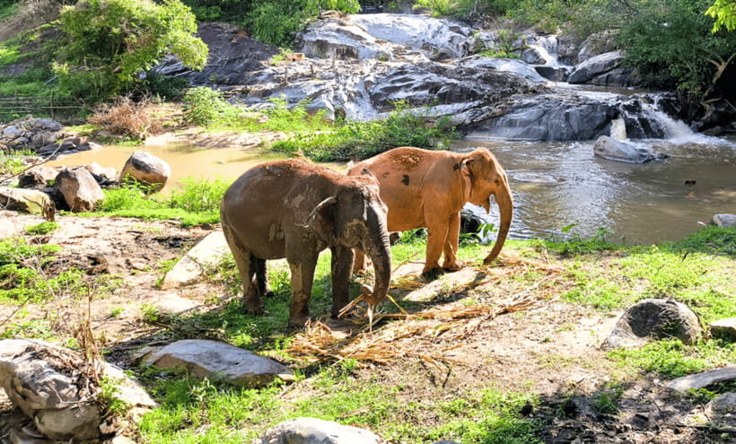 Chiang Mai: Ethical Half Day Elephant Sanctuary & Waterfall - The Get-There Phase: Van Ride, Jungle Time, and What to Expect
