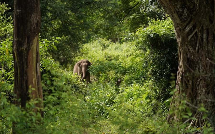 Chiang Mai Half-Day Adventure: River Tubing & Waterfall - Entering the wild with Mae Taeng River tubing
