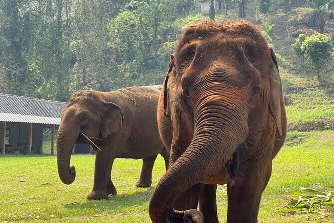 Chiang Mai Half Day Elephant Sanctuary Observation and Waterfall - Time on the Clock: Why It’s Labeled Half-Day but Feels Like a Full Adventure