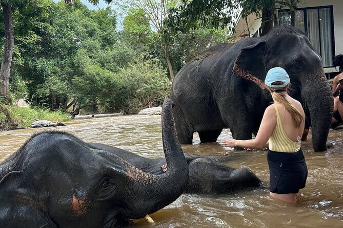 Chiang Mai Half Day Elephant Sanctuary Observation and Waterfall - Who Should Book This, and Who Should Choose Another Day