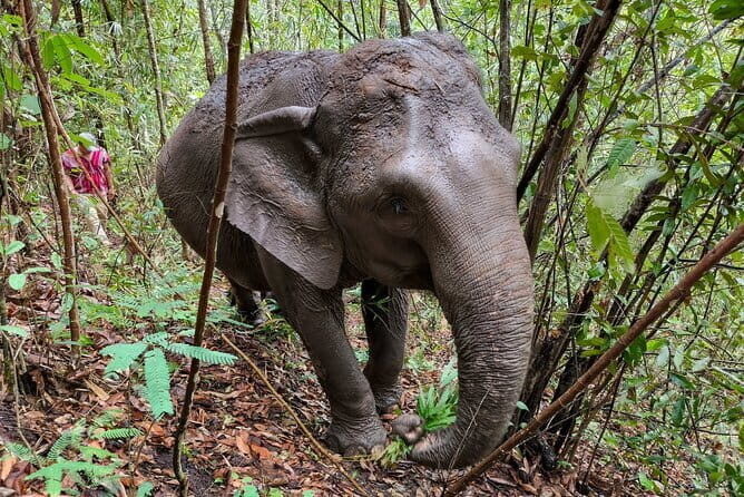 Chiang Mai Half Day Elephant Sanctuary Observation and Waterfall - Waterfall Break: Cool Air, Wet Shoes, and Packing for Splash Time