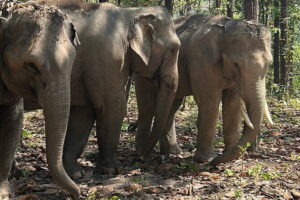 Chiang Mai Half Day Tour: Doi Inthanon Elephant Sanctuary - Morning Logistics from Chiang Mai: Pickup and the Right Pace