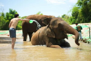 Chiang Mai: Jungle Jumbo Elephant Sanctuary with Waterfall - Jungle Walk to the Secret Waterfall: When the Swim Works, It’s Magic