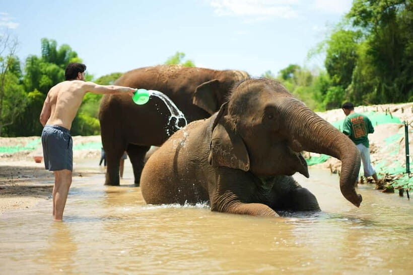 Chiang Mai: Jungle Jumbo Elephant Sanctuary with Waterfall - Jungle Walk to the Secret Waterfall: When the Swim Works, It’s Magic