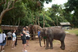 Chiang Mai: National Elephant Care, Rafting, & Ziplines Trip - Feeding, mud spa, and herbal vitamin balls (the hands-on part)