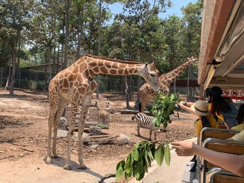 Chiang Mai Night Safari: Entry Ticket with Tram Ride - Entry with QR e-ticket: avoid the check-in headache