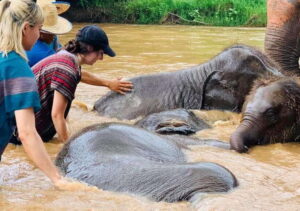 Chiang Mai | TeeTee Elephant Home Elephant Care Half-Day - Elephant Names You’ll Actually Remember: Nam Chok, Phu Pha, San Dee, and the Mothers