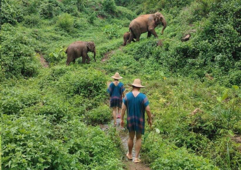 Chiang Mai | TeeTee Elephant Home Elephant Care Half-Day - The Elephant Shower: The Activity That Makes It Feel Like Real Care