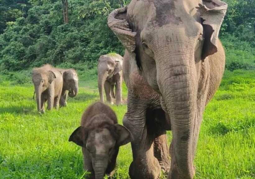 Chiang Mai | TeeTee Elephant Home Elephant Care Half-Day - What Is Included in the $57 Price, and Where the Value Comes From