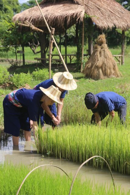 Chiang Mai: Thai Buffalo and Rice Planting Experience - Rice Planting the Traditional Way: Seedlings, Mud, and Tools