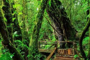 Chiang Mai to Doi Inthanon Full Day Shared Tour - Price and what you’ll really pay on the day