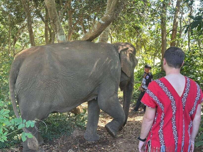 Chiang Mai Untouched Elephant: Nature Walk & Waterfall Trek - Getting Out of Chiang Mai: Trucks, Timing, and Comfort Reality