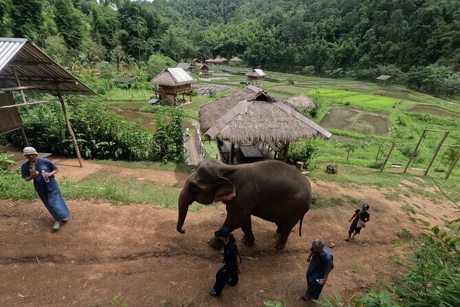 Elephant care program at CHIANGMAI ELEPHANT CARE - No Riding: Feeding, Walking, and Watching Rescued Elephants Roam