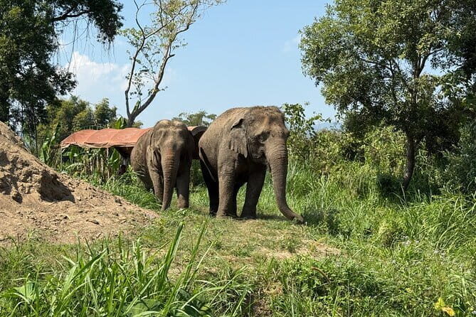 Elephant Sanctuary, Wat Ban Den & Sticky Waterfall - Sticky Waterfall (Bua Thong): Walking Up a Limestone Cascade Without Constant Slips