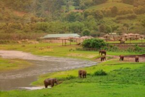 Elephant Sanctuary + Waterfall + Bamboo Rafting One Day Trip - Mae Wang Waterfall: A 20m Single-Tier Swim Break