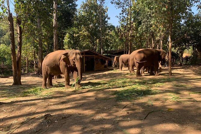 Elephant Sightings , Bamboo Rafting Through The Jungle, Swimming In a Waterfall - A Full Day in Mae Wang: Elephants, Bamboo Rafts, and a Waterfall Swim