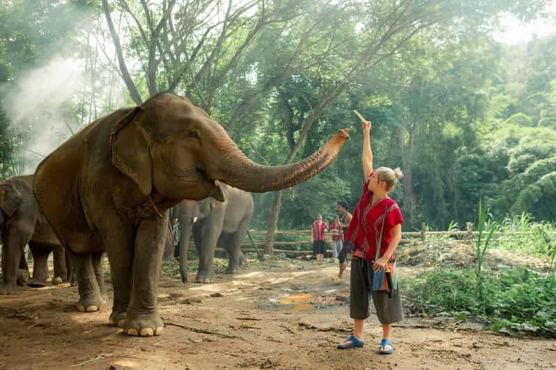 From Chiang Mai: Kerchor Eco Elephant Park Tour - Key points to know before you go