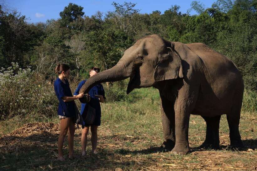 From Chiang Mai: Living Green Elephant Sanctuary Tour - What makes this Chiang Mai elephant sanctuary ethically different