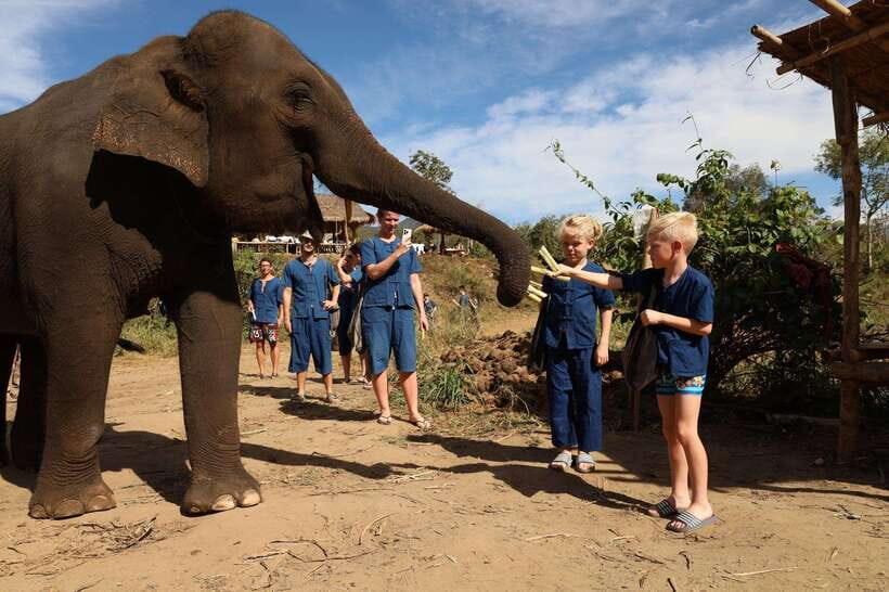 From Chiang Mai: Living Green Elephant Sanctuary Tour - Pad Thai, herbal medicine balls, and seedlings: why the food and extras matter