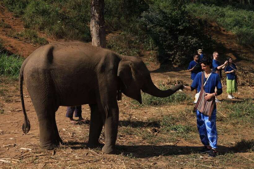 From Chiang Mai: Living Green Elephant Sanctuary Tour - Half-day vs full-day: choose the right amount of elephant time