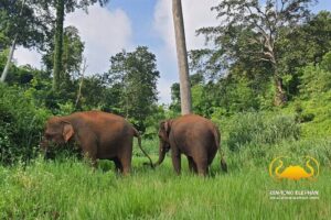 Full Day Experience at Ran-Tong Save & Rescue Elephant Centre - Karen-style mahout clothing and the elephant-school start