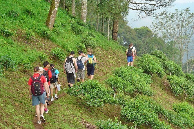 Full-Day Hike and Bike Tour from Chiang Mai - The Morning Hike: Rice Paddies, Hill Tribe Villages, and Waterfall Views