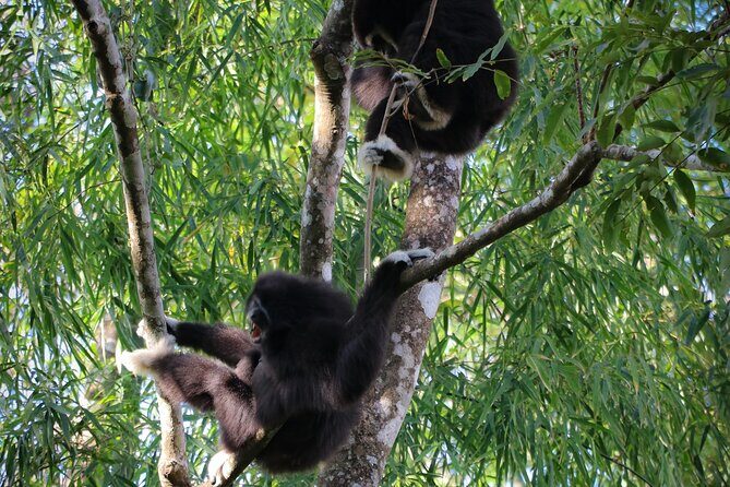 Full-Day Trekking and Sightseeing Tour in Mae Kampong - Mae Kampong village alleys and the ancient-tree jungle trail