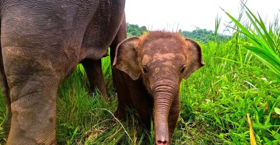 Full-day with CHIANGMAI ELEPHANT CARE and Sticky waterfall - Morning Pickup and the Maetang Drive: Getting Set Up