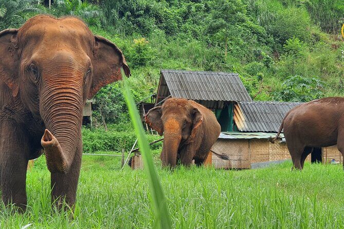 Half-Day Elephant Experience at Rantong - Key Things to Know Before You Go