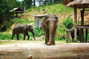 Half day Elephants in Nature Experience (Morning) - Meet Elephants in Their Natural Habitat, Not a Show